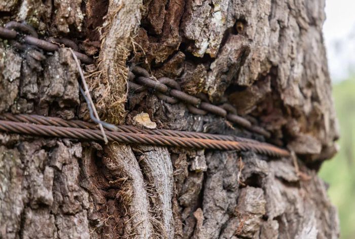 Các dây xích và dây cáp đã dính chặt vào vỏ cây. Ảnh: SavATree