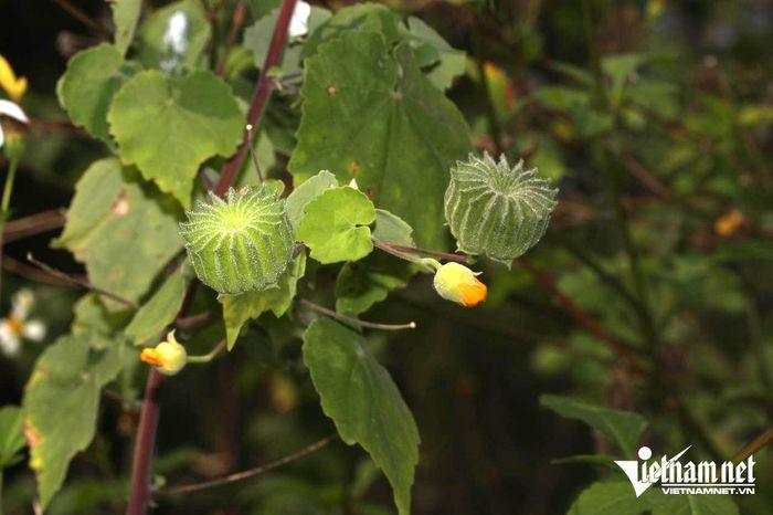Cây cối xay thanh nhiệt, hỗ trợ bào mòn sỏi thận nhỏ. Ảnh: N. Huyền