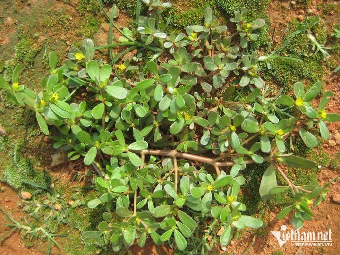 Cây rau sam lợi tiểu. Ảnh: N. Huyền