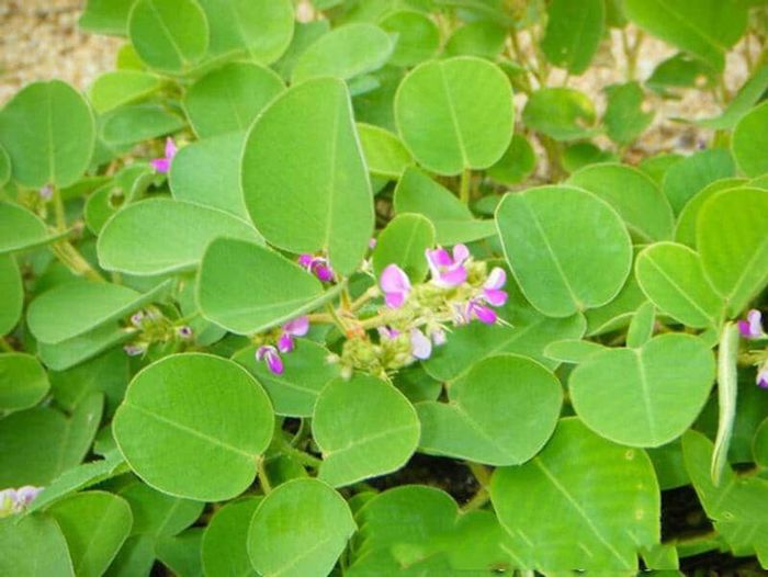 Cây kim tiền thảo. Ảnh: Bệnh viện YHCT TPHCM