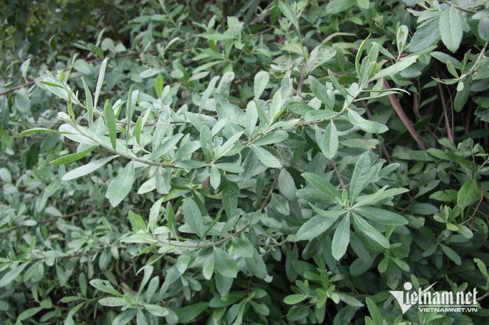 Cây cúc tần. Ảnh: N. Huyền