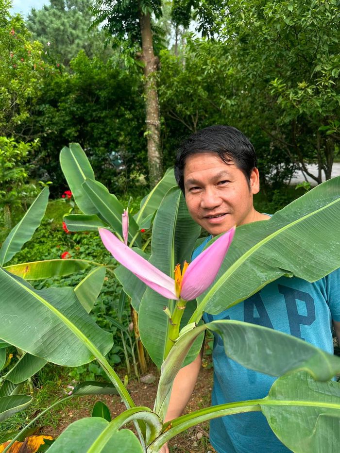 Ca sĩ Trọng Tấn khoe hoa chuối vườn nhà màu cánh sen độc lạ.