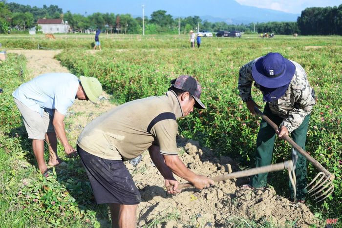 Những cánh đồng sâm Bố Chính đã cho "mùa quả ngọt" đầu tiên trên đất Hương Xuân.