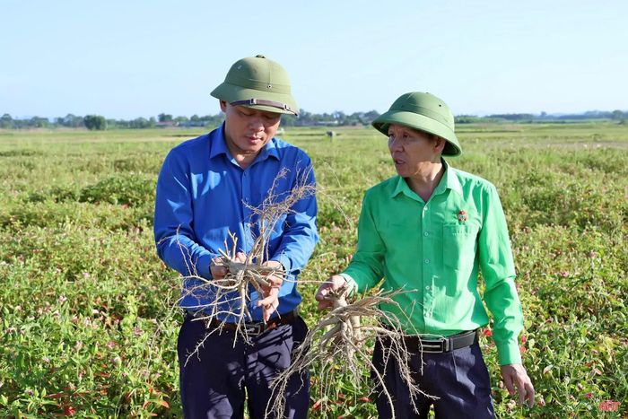 Lãnh đạo xã Hương Xuân cùng vào cuộc tích cực để đưa cây sâm Bố Chính vào sản xuất trên đồng ruộng Hương Xuân
