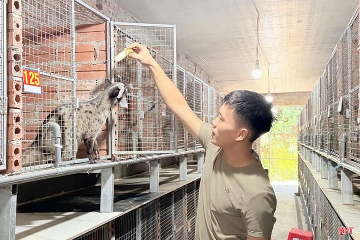 Anh Lê Văn Phước mạnh dạn đầu tư phát triển mô hình nuôi chồn hương, tận dụng những điều kiện thuận lợi sẵn có tại quê nhà.