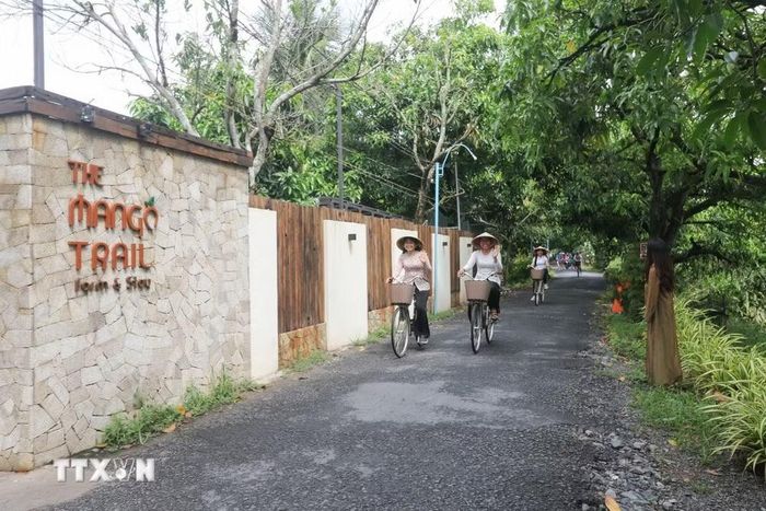 Du khách trải nghiệm đạp xe dưới vườn xoài tại xã Mỹ Thọ. (Ảnh: Hồng Thái/TTXVN)