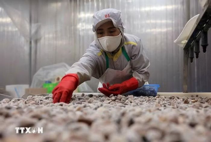 Chế biến ngao xuất khẩu tại nhà máy của Công ty CP Xuất nhập khẩu thủy sản Thanh Hóa, tỉnh Thanh Hóa. (Ảnh: Lê Đông/TTXVN)