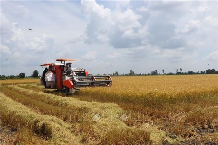 Cần Thơ đã phê duyệt vùng quy hoạch trồng lúa có năng suất, chất lượng cao với tổng diện tích 179.280 ha, phân bố rộng khắp trên địa bàn 66 xã, phường.