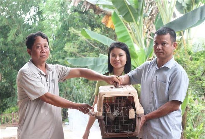 Việc người dân chủ động giao nộp động vật hoang dã cho cơ quan chức năng góp phần bảo vệ các loài động vật rừng, bảo tồn đa dạng sinh học và nâng cao ý thức cộng đồng.