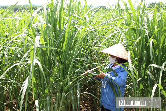 Việc chăm sóc mía vất vả hơn nhưng mang lại giá trị kinh tế cao hơn các nông sản khác.