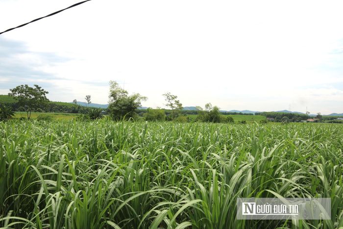 Tổng diện tích canh tác mía ở xã Vân Du đã vượt mốc 82 ha.