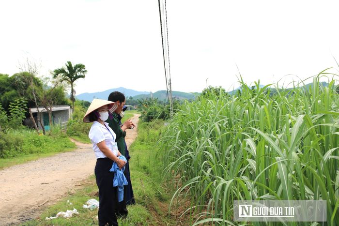 Để đảm bảo độ ngọt tự nhiên và an toàn tối đa cho nông sản, các hộ dân ở đây áp dụng phương thức canh tác hữu cơ rất nghiêm ngặt.