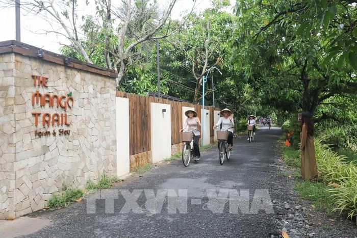 Du khách trải nghiệm đạp xe dưới vườn xoài tại xã Mỹ Thọ. Ảnh: Hồng Thái - TTXVN