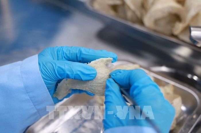 Tinh chế Yến sào Khánh Hòa tại Công ty TNHH Nhà nước MTV Yến sào Khánh Hòa. Ảnh: Xuân Triệu - TTXVN