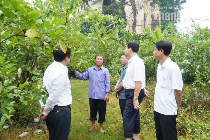 Đoàn giám sát thăm mô hình phát triển kinh tế nông nghiệp từ tích tụ ruộng đất.
