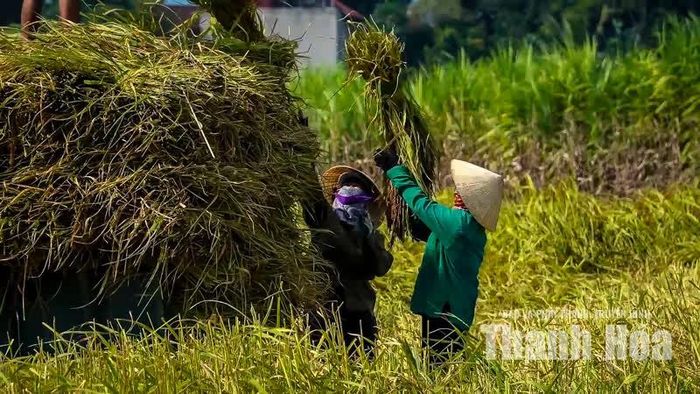 Hiện nay, người dân xã Thạch Bình vẫn luôn gìn giữ, bảo tồn và phát triển giống lúa nếp hạt cau cổ truyền qua nhiều thế hệ.
