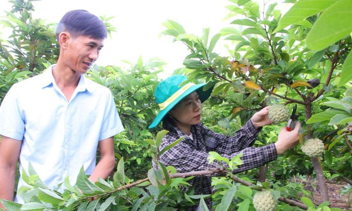 Người dân thôn Suối Ván, xã Nghĩa Phương thu hoạch na được sản xuất theo quy trình VietGAP.