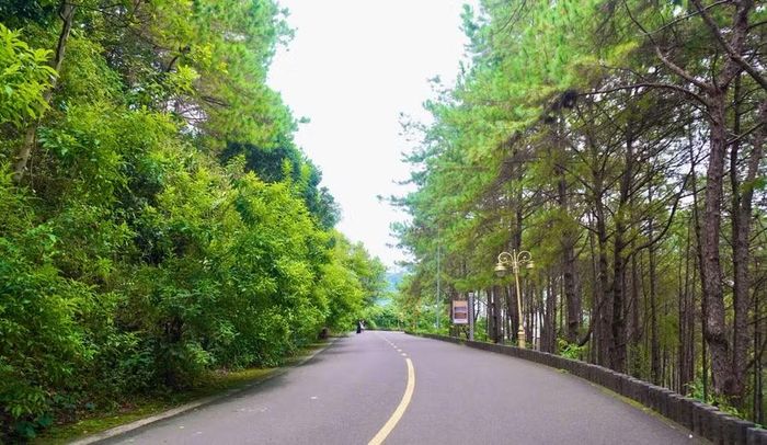 Con đường uốn quanh rừng thông dẫn vào khu vực Biển Hồ, tạo nên không gian xanh mát, yên bình. Ảnh: Hoàng Hoài 