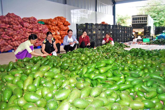 Toàn tỉnh đã và đang nâng cao hiệu quả hoạt động 428 chuỗi liên kết trên địa bàn