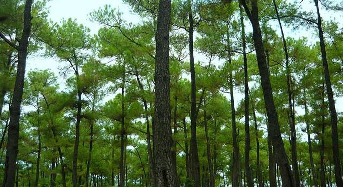 Ngày 9/6/2015, Khu dự trữ sinh quyển Langbiang được UNESCO công nhận là Khu dự trữ sinh quyển thế giới. Đây là khu dự trữ sinh quyển thế giới đầu tiên tại Tây Nguyên và là khu dự trữ sinh quyển thế giới thứ 9 tại Việt Nam