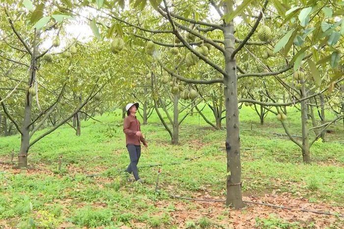 Sản phẩm sầu riêng đạt tiêu chuẩn OCOP của gia đình anh K’Thiện