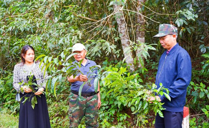Một buổi vào rừng tìm dược liệu của các hội viên Hội Đông y tỉnh Lâm Đồng