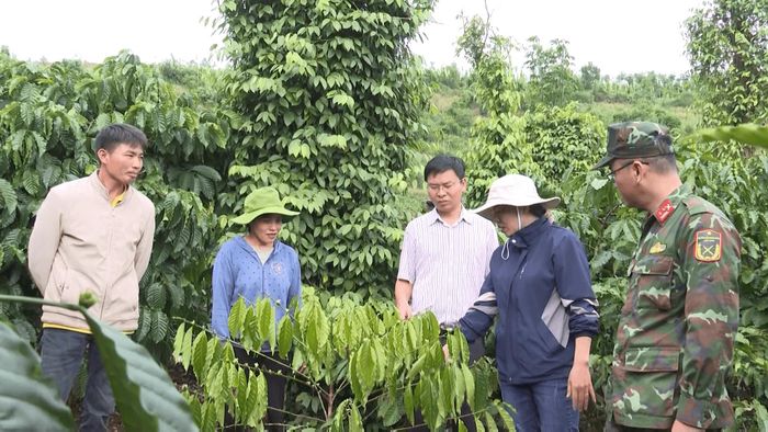 Kinh tế gia đình bà Phạm Thị Huệ khá lên nhờ sự hỗ trợ của Trung đoàn Bộ binh 994A