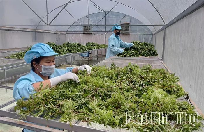Các sản phẩm nông sản được sơ chế kỹ trước khi đem sấy lạnh.