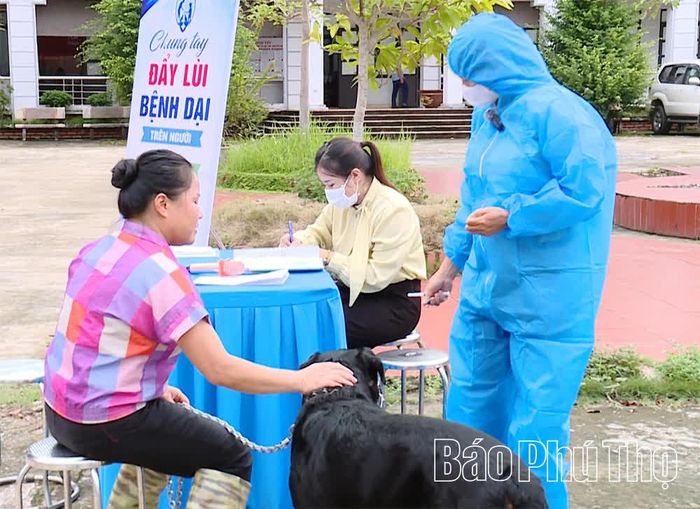 Cán bộ thú ý thực hành tiêm phòng bệnh dại trên vật nuôi.