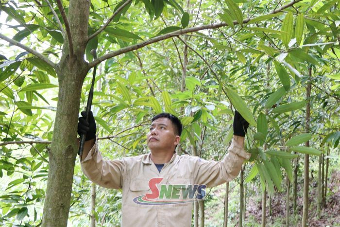 Người dân bản Củ Sát, xã Mường Khiêng cắt tỉa cành quế