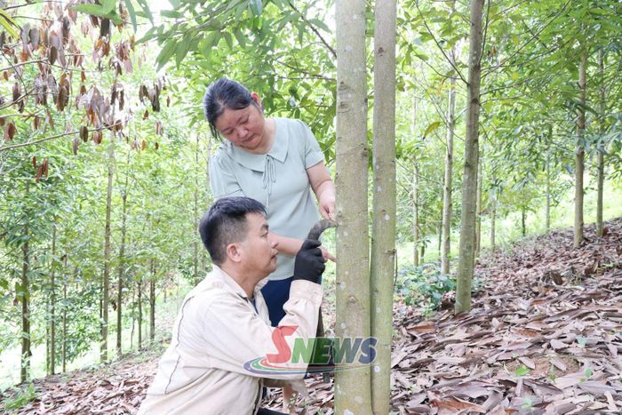 Cán bộ xã Mường Khiêng hướng dẫn người dân kỹ thuật khai thác vỏ quế.
