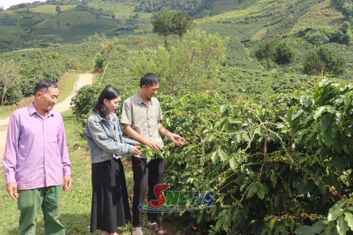 Nhân dân bản Hỏm Lợi, xã Mường Chanh trao đổi kinh nghiệm trồng cà phê.