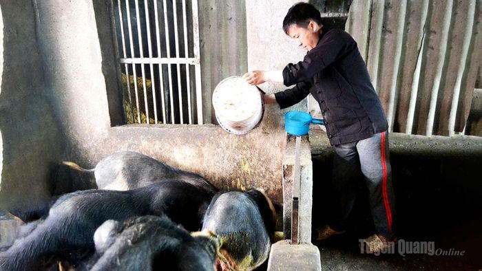 Người dân xã Khâu Vai phát triển nuôi lợn đen Lũng Pù để nâng cao thu nhập.