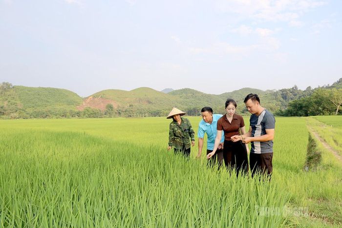 Vùng trồng giống lúa tẻ nương Hà Giang của hợp tác xã tại thôn Tân An, xã Quang Bình.