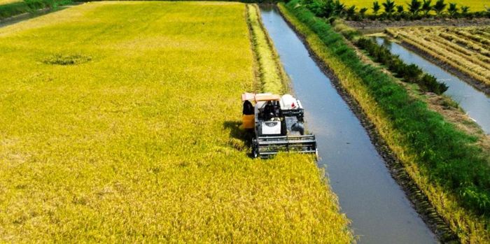 Vĩnh Phong đang chuyển mạnh từ tư duy sản xuất sang tư duy kinh tế nông nghiệp. (Nguồn: Trung tâm Văn hóa xã Vĩnh Phong)