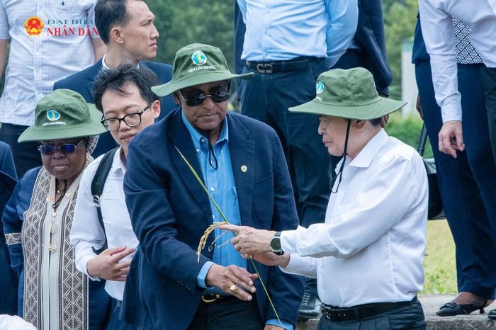 Chủ tịch Quốc hội Trần Thanh Mẫn và Chủ tịch Quốc hội Bờ Biển Ngà Patrick Achi thăm cánh đồng trình diễn giống lúa triển vọng vụ Hè - Thu 2026. Ảnh: Lâm Hiển