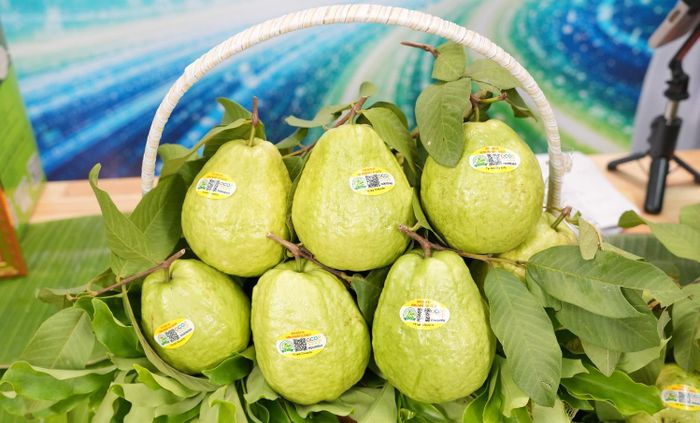 Sản phẩm ổi lê Di Trạch của Hợp tác xã Dịch vụ nông nghiệp Di Trạch. Ảnh: TTTDT xã Hoài Đức