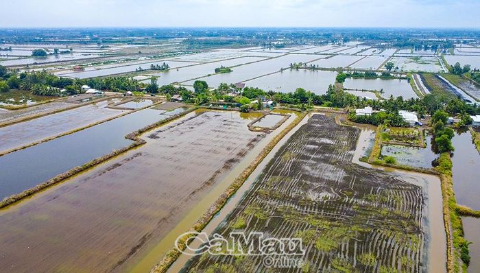 Nông dân xã Ninh Thạnh Lợi tháo nước, cải tạo đất chuẩn bị xuống giống vụ lúa trên đất nuôi tôm.