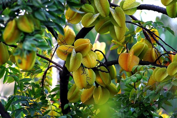 Quả khế có 5 cánh, thường được liên tưởng đến ngũ hành Kim – Mộc – Thủy – Hỏa – Thổ. Ảnh minh họa.