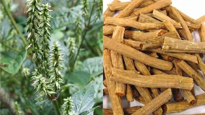 Hình ảnh Ngưu tất chích rượu được thông báo thu hồi.