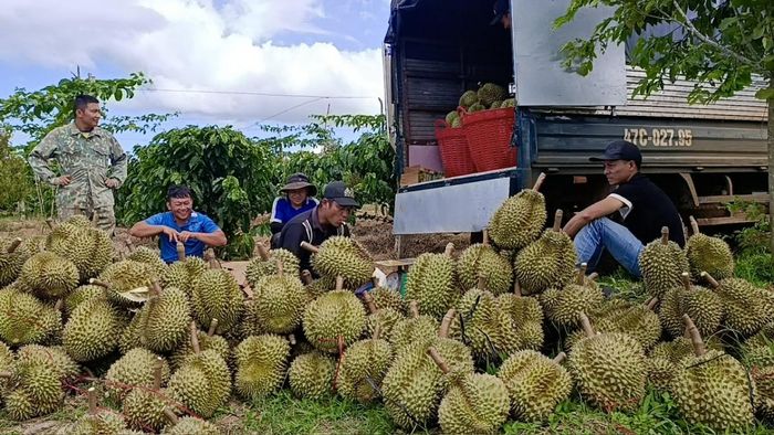 Những vườn sầu riêng trên địa bàn huyện Krông Năng (cũ) đã vào vụ thu hoạch, mang đến niềm vui được mùa, trúng giá cho bà con nông dân.