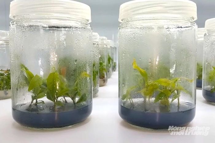 Đề án hướng tới hình thành trung tâm nghiên cứu, bảo tồn, thu thập, lưu giữ, đánh giá, chọn tạo, phát triển và cung ứng nguồn gen, giống cây trồng, vật nuôi, thủy sản và hoa kiểng. Ảnh: Minh Đảm.