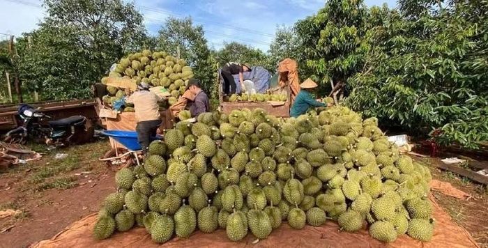 Tỉnh Gia Lai cần đẩy nhanh cấp mã số vùng trồng, mã số cơ sở đóng gói nhằm tạo điều kiện thuận lợi cho nông sản tỉnh này vươn xa.