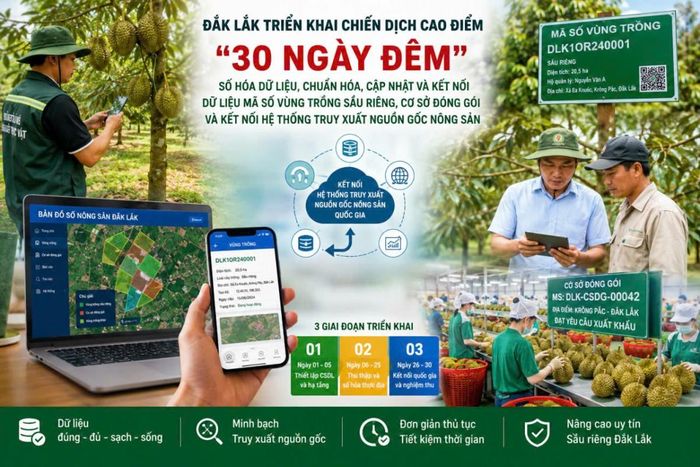 Infographic giới thiệu chiến dịch cao điểm “30 ngày đêm” của Đắk Lắk, hướng đến số hóa dữ liệu mã số vùng trồng, cơ sở đóng gói, kết nối hệ thống truy xuất nguồn gốc, góp phần nâng cao tính minh bạch và uy tín của sầu riêng Đắk Lắk. (Ảnh minh hoạ)