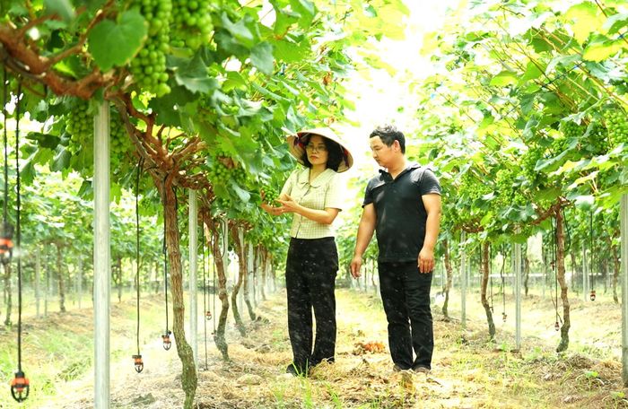 Chăm sóc nho sữa tại Hợp tác xã Du lịch và Dịch vụ nông nghiệp Xanh (xã Thạch Thất). Ảnh Minh Thắm