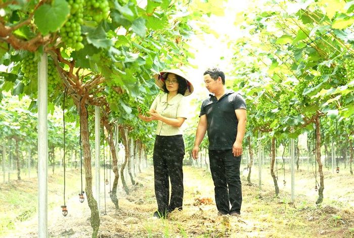 Chăm sóc nho sữa tại Hợp tác xã Du lịch và Dịch vụ nông nghiệp Xanh (xã Thạch Thất). Ảnh: Minh Thắm