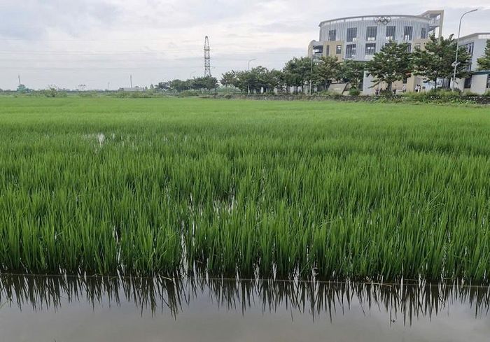 Tại những diện tích lúa ở xã Phú Xuyên bị ngập úng cục bộ, công tác tiêu thoát nước được triển khai nhanh chóng, kịp thời, góp phần phòng ngừa thiệt hại. Ảnh: PV