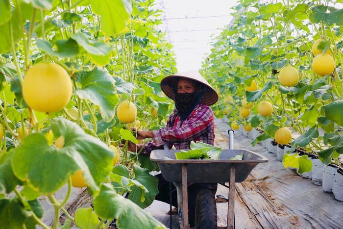 Khi quỹ đất nông nghiệp chịu sức ép lớn, thành phố cần ưu tiên sản phẩm chất lượng cao, an toàn, có truy xuất nguồn gốc. Ảnh: PV