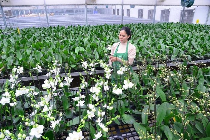 Người nông dân, hợp tác xã và doanh nghiệp cần được trang bị kiến thức, kỹ năng để tiếp cận và sử dụng hiệu quả các công cụ số. Ảnh: PV