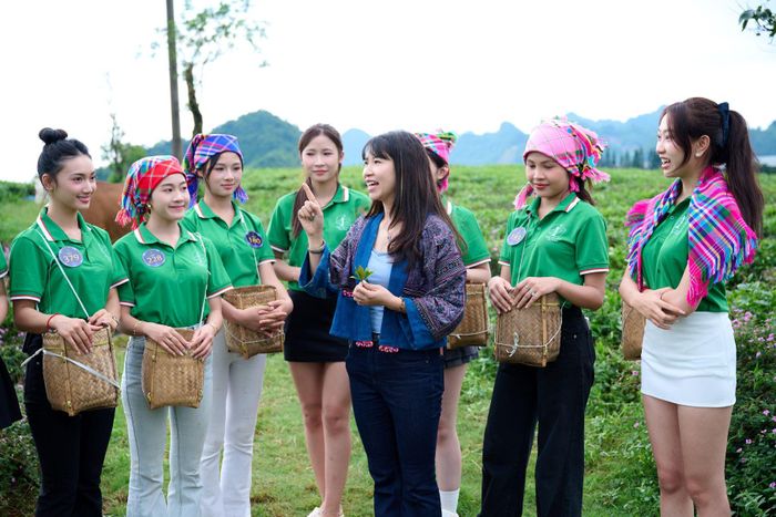 Thí sinh tìm hiểu và trải nghiệm hái chè. Ảnh: Quốc Bằng.